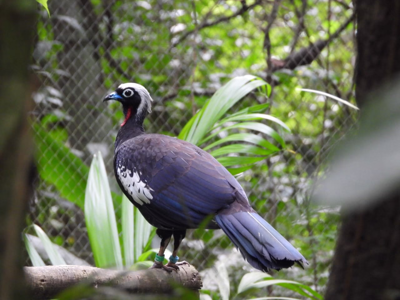 CENIBRA realiza primeira soltura de jacutingas no Parque Estadual do Rio Doce