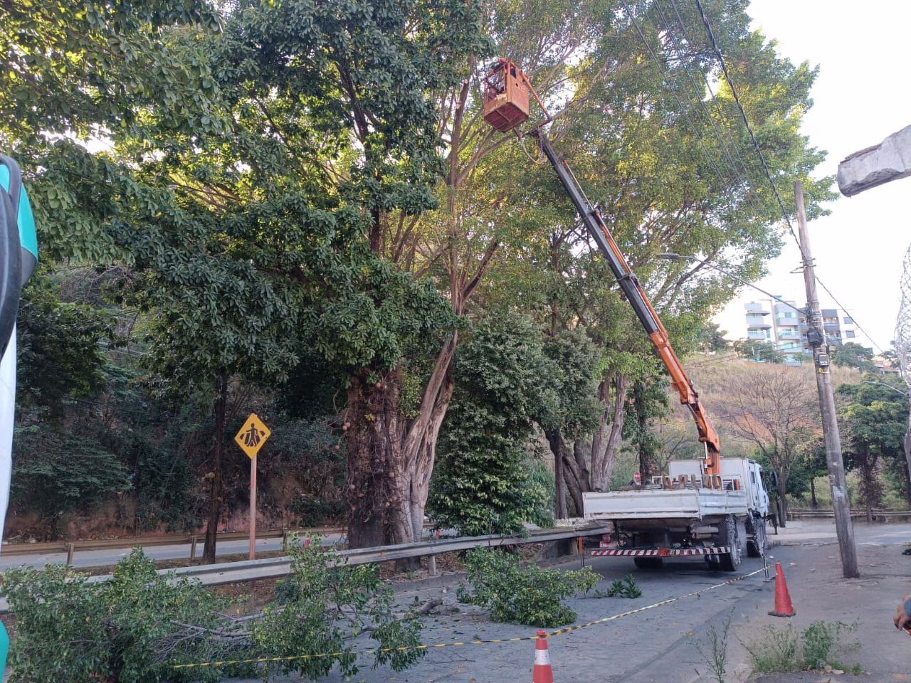 Prefeitura realiza supressão de árvore na Avenida Gerasa por risco à estrutura de galeria pluvial