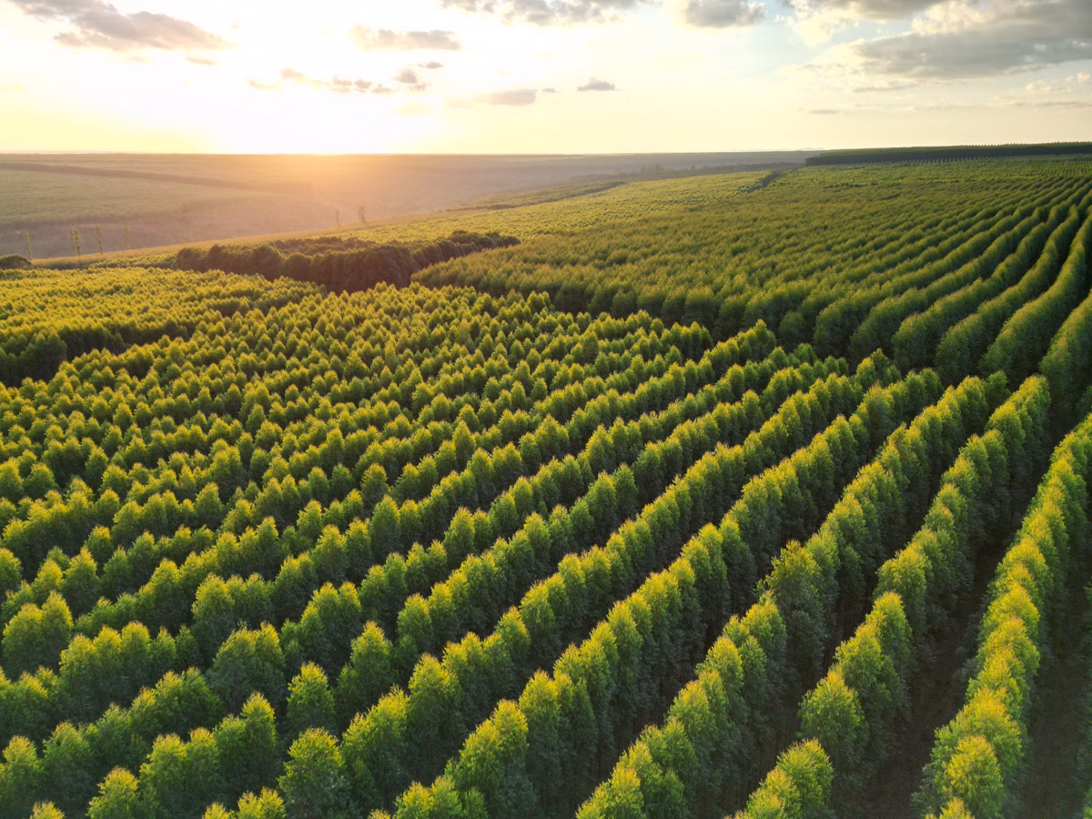 SADA Reflorestamento expande área de florestas plantadas em quase 43%
