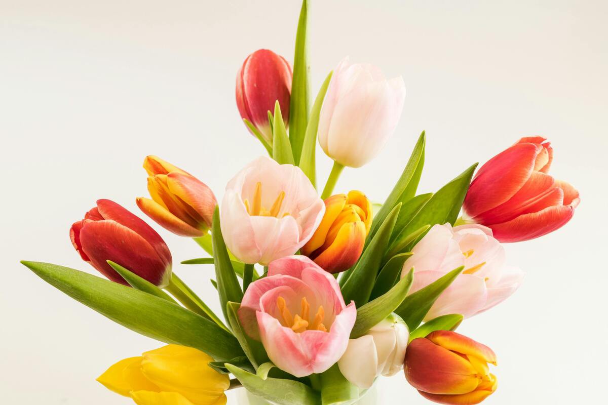 Festas de fim de ano contribuem para crescimento do mercado floricultor no Brasil
