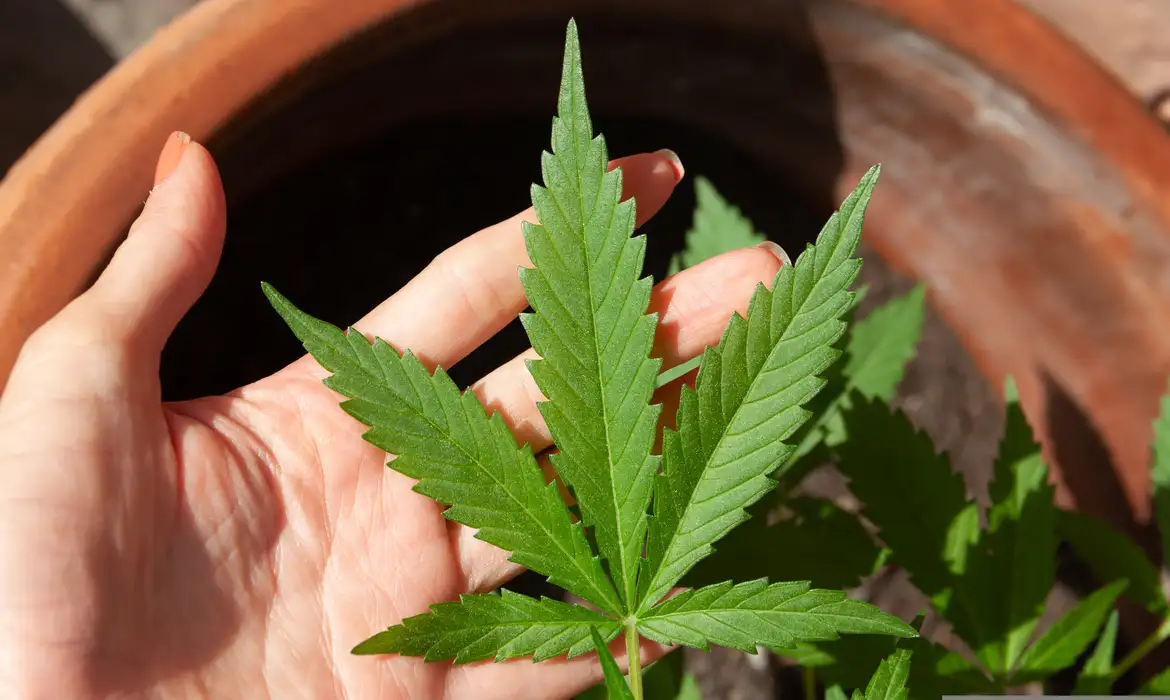 Anvisa discute nesta quarta regras para a produção de cannabis no país