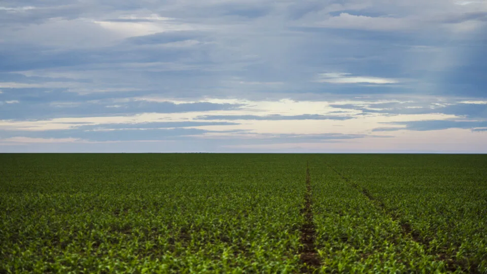 Moratória da Soja: STF Decide sobre Leis que Opõem Produtores e Ambientalistas